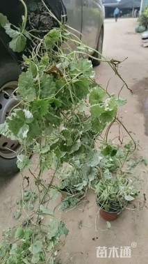 高度30厘米活血丹