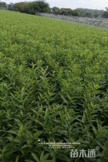 高度60厘米连翘