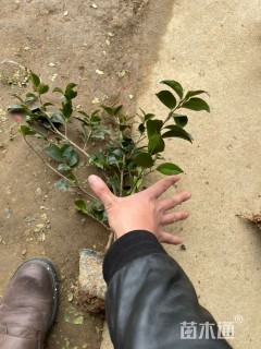 高度50厘米茶梅