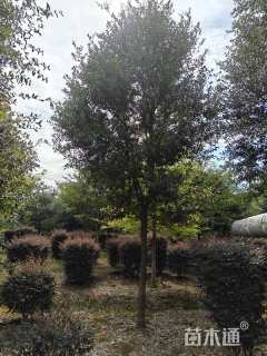 14公分弗吉尼亚栎