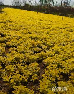 高度40厘米金山绣线菊