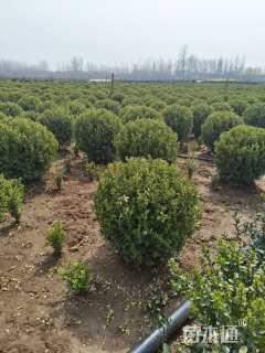 冠幅80厘米瓜子黄杨球