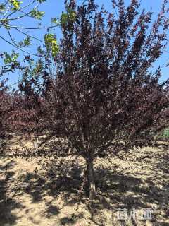 10公分红叶碧桃