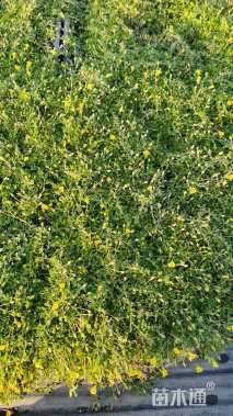 高度20厘米金莎蔓