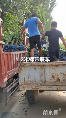 高度80厘米红王子锦带