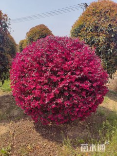 冠幅80厘米红花继木球