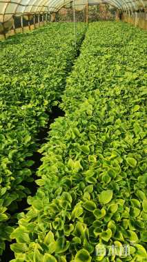 高度25厘米玉簪