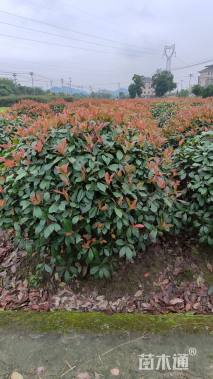 冠幅150厘米红叶石楠球