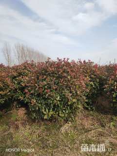 冠幅1.5厘米石楠球