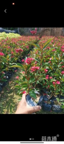 高度20厘米琴叶珊瑚