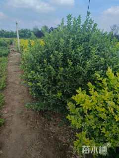 冠幅160厘米大叶黄杨球