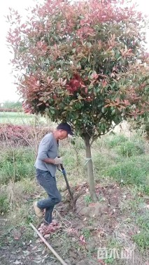 15公分红叶石楠