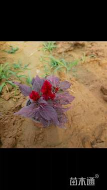 高度15厘米鸡冠花