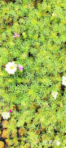 高度25厘米波斯菊