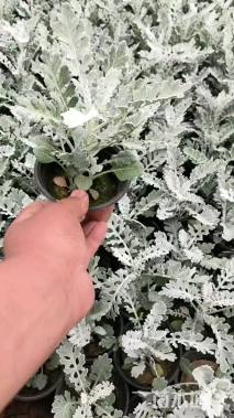 高度25厘米银叶菊