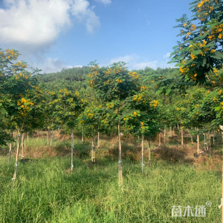 6公分黄花槐