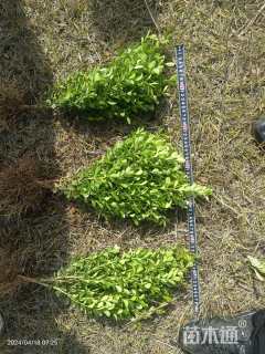 高度35厘米瓜子黄杨