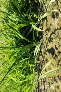 高度25厘米吉祥草