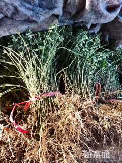 高度30厘米迎春花