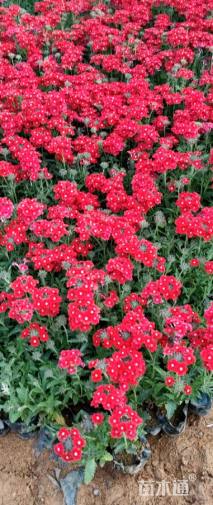 高度20厘米美女樱