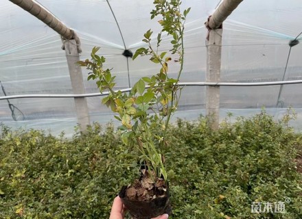 高度30厘米丰花月季