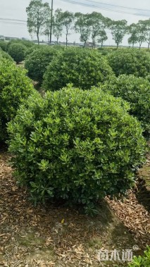 冠幅115厘米海桐球