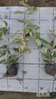 高度15厘米胡颓子