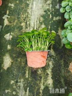 高度10厘米马蹄金