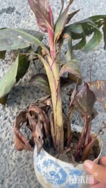 高度70厘米美人蕉