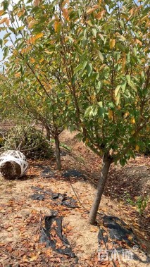 14公分日本晚樱