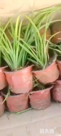 高度30厘米常绿萱草