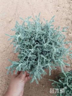 高度10厘米银香菊