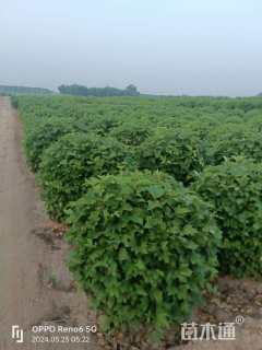 高度120厘米天目琼花