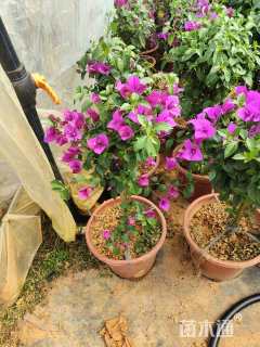 高度120厘米三角梅