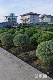 冠幅80厘米大叶黄杨球