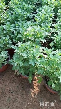 高度20厘米国庆菊