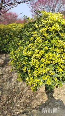 冠幅180厘米海桐球