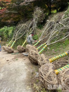 12公分中国红枫