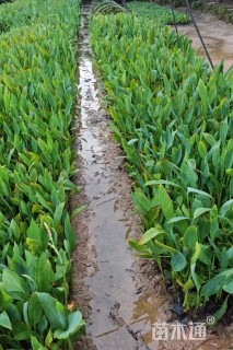 高度30厘米水生美人蕉