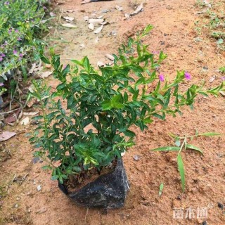 高度20厘米雪茄花