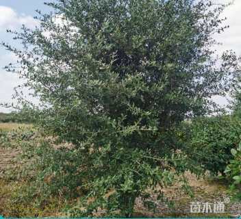 4公分弗吉尼亚栎