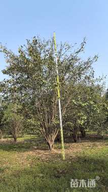 高度500厘米丛生大叶女贞