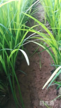 高度20厘米黄菖蒲