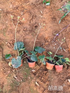 高度30厘米大吴风草