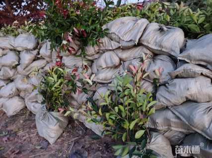 高度55厘米红叶石楠小苗