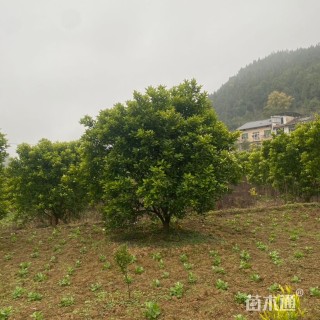 15公分(3杆)丛生香泡