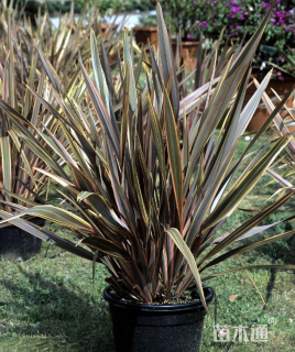 高度60厘米新西兰亚麻