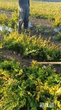 高度40厘米金森女贞