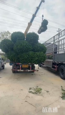 冠幅80厘米大叶黄杨球