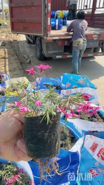 高度20厘米丛生福禄考